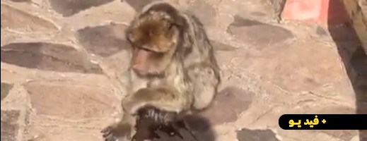 قرد في غابة كوركو يعيش العذاب ومهدد بالموت... مواطنون يوجهون نداء لمصالح المياه والغابات بالناظور من أجل إنقاذه قرد في غابة كوركو يعيش العذاب ومهدد بالموت... مواطنون يوجهون نداء لمصالح المياه والغابات بالناظور من أجل إنقاذه
