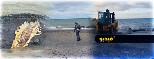 نفوق حوت ضخم يستنفر السلطات  نفوق حوت ضخم يستنفر السلطات