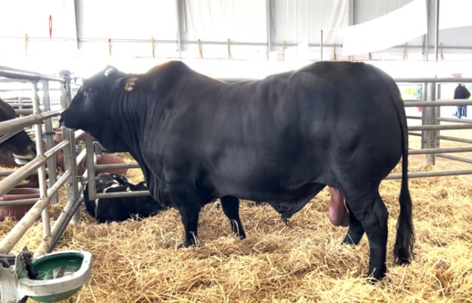 بالصور.. هذا أضخم وأثقل ثور في المغرب بالصور.. هذا أضخم وأثقل ثور في المغرب