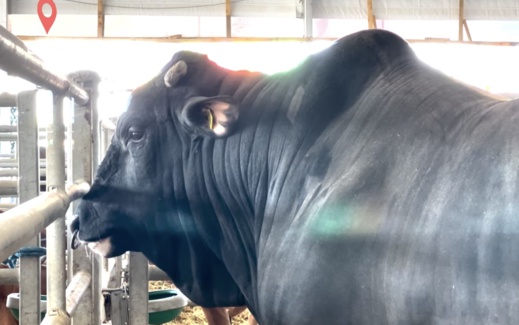 بالصور.. هذا أضخم وأثقل ثور في المغرب بالصور.. هذا أضخم وأثقل ثور في المغرب