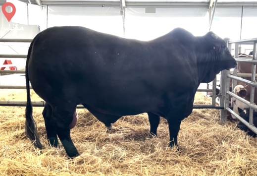 بالصور.. هذا أضخم وأثقل ثور في المغرب بالصور.. هذا أضخم وأثقل ثور في المغرب