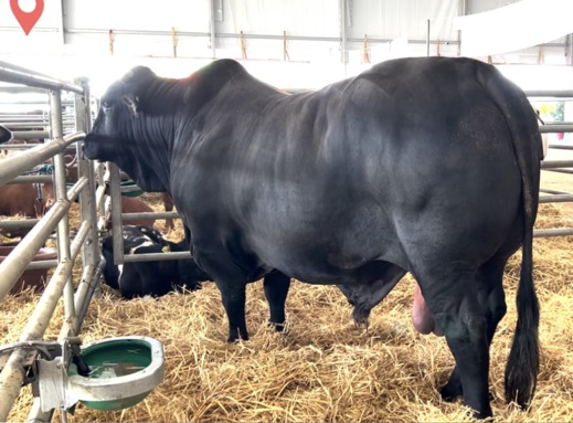 بالصور.. هذا أضخم وأثقل ثور في المغرب بالصور.. هذا أضخم وأثقل ثور في المغرب