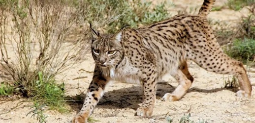 مكافأة مليون سنتيم لمن يعثر عليه.. هذه معطيات جديدة عن حيوان غريب ظهر في غابة مكافأة مليون سنتيم لمن يعثر عليه.. هذه معطيات جديدة عن حيوان غريب ظهر في غابة