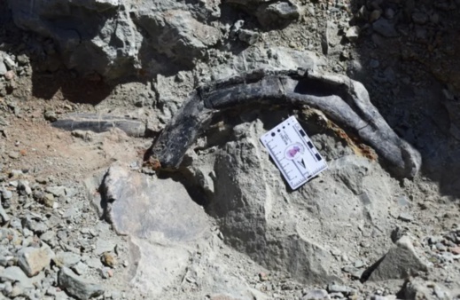 بالصور.. اكتشاف ديناصور مدرع وعاشب في المغرب يعود لـ165 مليون سنة