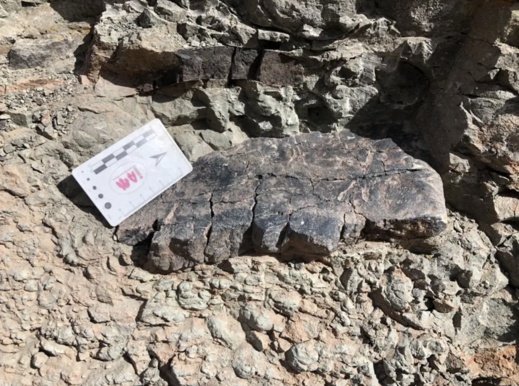 بالصور.. اكتشاف ديناصور مدرع وعاشب في المغرب يعود لـ165 مليون سنة بالصور.. اكتشاف ديناصور مدرع وعاشب في المغرب يعود لـ165 مليون سنة