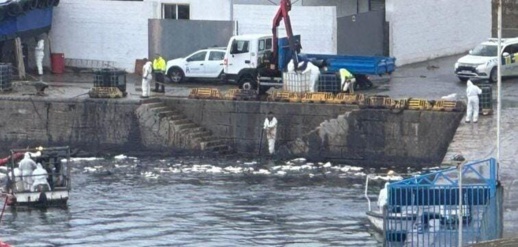 تسرب الوقود من سفينة تركية بميناء المدينة المحتلة ينذربكارثة بيئية تسرب الوقود من سفينة تركية بميناء المدينة المحتلة ينذربكارثة بيئية