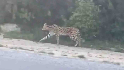 هل تمكنت وكالة المياه والغابات فعلا من العثور على القط الأنمر بطنجة؟ هل تمكنت وكالة المياه والغابات فعلا من العثور على القط الأنمر بطنجة؟