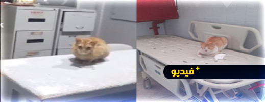 فيديو وصور جديدة.. القطط تستعمر المستشفى الحسني فيديو وصور جديدة.. القطط تستعمر المستشفى الحسني