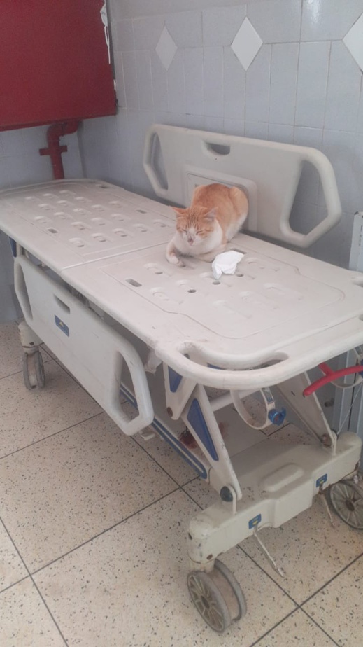 فيديو وصور جديدة.. القطط تستعمر المستشفى الحسني