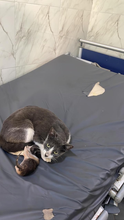 فيديو وصور جديدة.. القطط تستعمر المستشفى الحسني فيديو وصور جديدة.. القطط تستعمر المستشفى الحسني