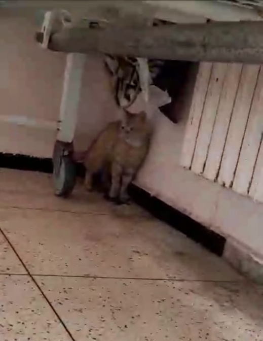 فيديو وصور جديدة.. القطط تستعمر المستشفى الحسني فيديو وصور جديدة.. القطط تستعمر المستشفى الحسني