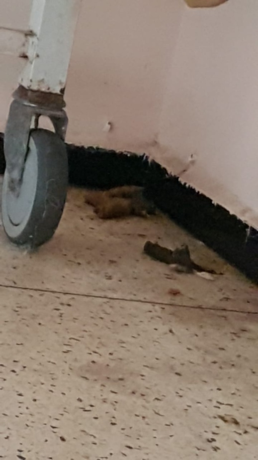 فيديو وصور جديدة.. القطط تستعمر المستشفى الحسني فيديو وصور جديدة.. القطط تستعمر المستشفى الحسني