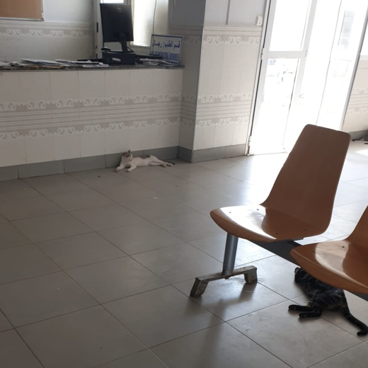 فيديو وصور جديدة.. القطط تستعمر المستشفى الحسني فيديو وصور جديدة.. القطط تستعمر المستشفى الحسني