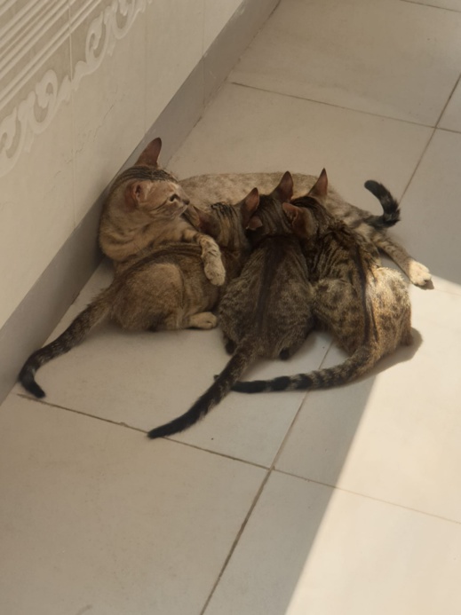 فيديو وصور جديدة.. القطط تستعمر المستشفى الحسني فيديو وصور جديدة.. القطط تستعمر المستشفى الحسني