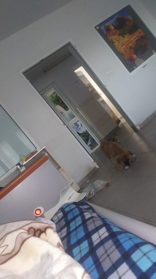 بعد القطط.. الكلاب أيضًا تقتحم المستشفى الحسني وتمزق كيس مريض وتتلف محتوياته
