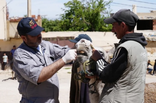 في مهرجان الحمار: ندوات علمية، جوائز مالية، تكريمات، فحوصات طبية، وعلاجات جراحية في مهرجان الحمار: ندوات علمية، جوائز مالية، تكريمات، فحوصات طبية، وعلاجات جراحية