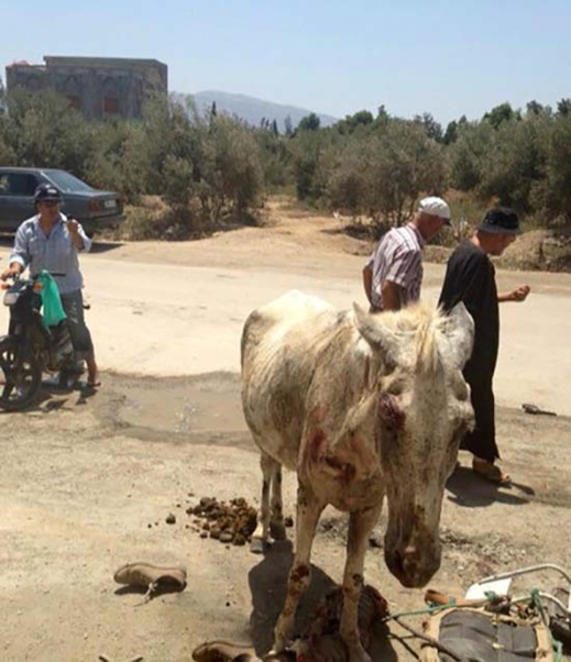 سيارة أجرة قادمة من تمسمان تصطدم بعربة مجرورة بحصان و جرار فلاحي بامزورن سيارة أجرة قادمة من تمسمان تصطدم بعربة مجرورة بحصان و جرار فلاحي بامزورن