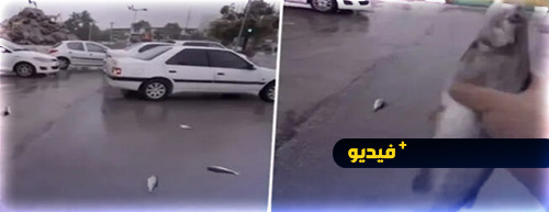 ظاهرة غامضة أمطار من الأسماك تغرق شوارع مدينة ياسوج الإيرانية