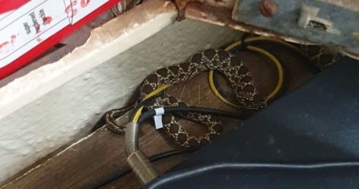 شاهد.. ظهور ثعبان داخل سجن مليلية المحتلة يثير الرعب شاهد.. ظهور ثعبان داخل سجن مليلية المحتلة يثير الرعب