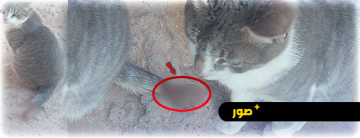 جريمة بشعة بحق قط تثير استنكار المواطنين في زايو جريمة بشعة بحق قط تثير استنكار المواطنين في زايو