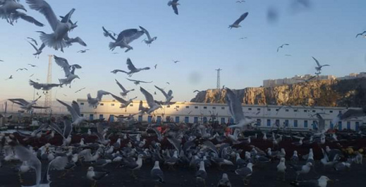 طيور تؤرق بال ساكنة مليلية المحتلة ومطالب بالسيطرة على أعدادها طيور تؤرق بال ساكنة مليلية المحتلة ومطالب بالسيطرة على أعدادها