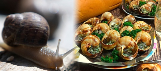 المغرب يصدر 5 آلاف طن من الحلزون إلى إسبانيا المغرب يصدر 5 آلاف طن من الحلزون إلى إسبانيا