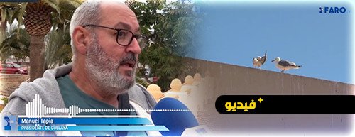 حتى في يوم التنوع البيولوجي.. ساكنة مليلية تجدد غضبها من انتشار هذه الطيور حتى في يوم التنوع البيولوجي.. ساكنة مليلية تجدد غضبها من انتشار هذه الطيور