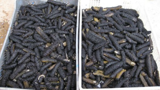 اعتقال ثمانية أشخاص بالناظور بسبب صيد "خيار البحر" اعتقال ثمانية أشخاص بالناظور بسبب صيد "خيار البحر"