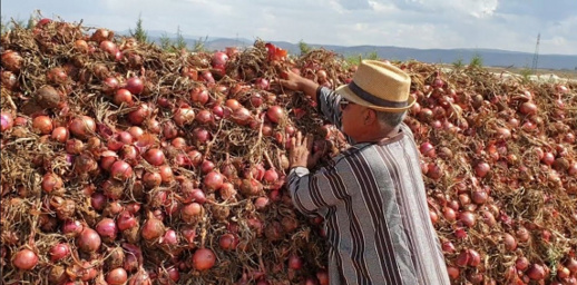 قبل عيد الأضحى.. تراجع أسعار البصل ومهني يوضح قبل عيد الأضحى.. تراجع أسعار البصل ومهني يوضح