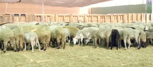 أسعار الأضاحي تثير الجدل بمليلية بعد استيراد المغرب للأغنام الإسبانية أسعار الأضاحي تثير الجدل بمليلية بعد استيراد المغرب للأغنام الإسبانية