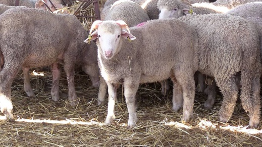 شاهد.. هذا أرخص "حولي" بالناظور شاهد.. هذا أرخص "حولي" بالناظور