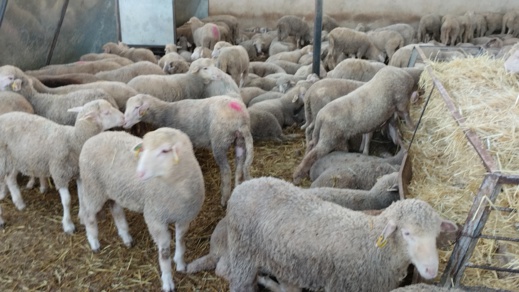 شاهد.. هذا أرخص "حولي" بالناظور شاهد.. هذا أرخص "حولي" بالناظور