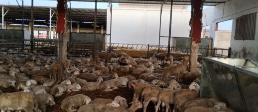 شاهد.. هذا أرخص "حولي" بالناظور شاهد.. هذا أرخص "حولي" بالناظور