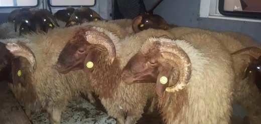 اللجنة الإسلامية بمليلية منزعجة من أسعار الأضاحي المرتفعة اللجنة الإسلامية بمليلية منزعجة من أسعار الأضاحي المرتفعة