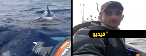 نجاة صيادين بعد تعرضهم لهجوم سرب من حيتان الأوركا بشواطئ الريف نجاة صيادين بعد تعرضهم لهجوم سرب من حيتان الأوركا بشواطئ الريف