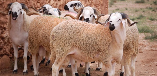 هذا تاريخ عطلة عيد الأضحى وعدد أيامها هذا تاريخ عطلة عيد الأضحى وعدد أيامها