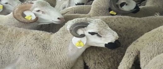 كيف تميز أضحية العيد الجيدة؟ "أونسا" ترشدك لاختيار الكبش الخالي من الأمراض كيف تميز أضحية العيد الجيدة؟ "أونسا" ترشدك لاختيار الكبش الخالي من الأمراض
