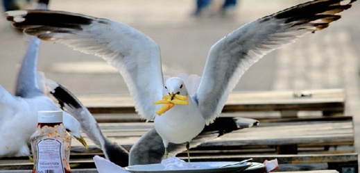 تسببت في تهجيرهم.. ساكنة مليلية المحتلة تطالب باستعمال الصقور لإبادة وترهيب طيور النورس تسببت في تهجيرهم.. ساكنة مليلية المحتلة تطالب باستعمال الصقور لإبادة وترهيب طيور النورس