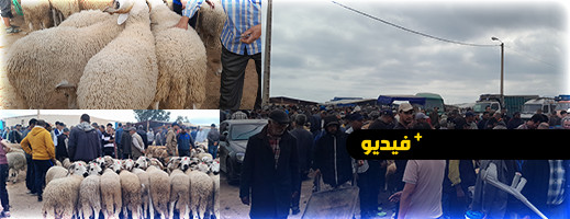 الأسعار تحلق في سوق أركمان.. أضاحي عيد الأضحى تباع بأثمنة مرتفعة مع إقبال ضعيف الأسعار تحلق في سوق أركمان.. أضاحي عيد الأضحى تباع بأثمنة مرتفعة مع إقبال ضعيف