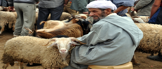 هذه عدد الأسر المغربية التي لم تقتني أضحية العيد الموسم الماضي هذه عدد الأسر المغربية التي لم تقتني أضحية العيد الموسم الماضي