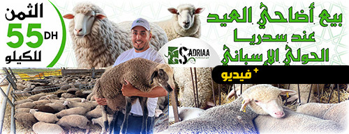 "سدريا" تقدم خرفان العيد المستوردة من إسبانيا بأسعار مميزة في إقليمي الناظور والدريوش "سدريا" تقدم خرفان العيد المستوردة من إسبانيا بأسعار مميزة في إقليمي الناظور والدريوش