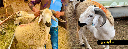 مزرعة لمقدمي تعلن عن تخفيضات هامة وخدمات استثنائية للراغبين في اقتناء أضحية العيد مزرعة لمقدمي تعلن عن تخفيضات هامة وخدمات استثنائية للراغبين في اقتناء أضحية العيد