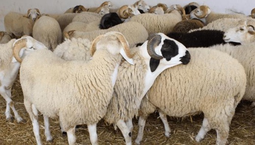 يهم الراغبين في نحر أضاحي العيد بالمجزرة الجماعية بالناظور يهم الراغبين في نحر أضاحي العيد بالمجزرة الجماعية بالناظور