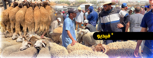 سوق الأضاحي بأزغنغان يشهد ارتفاعا في الأسعار.. وهكذا كان إقبال المواطنين سوق الأضاحي بأزغنغان يشهد ارتفاعا في الأسعار.. وهكذا كان إقبال المواطنين