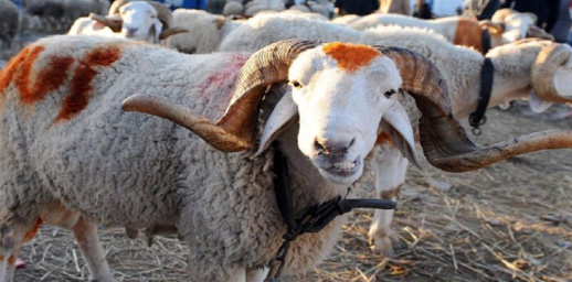 المغرب من بين الأكثر غلاء.. أسعار الأضاحي في الدول الناطقة بالعربية المغرب من بين الأكثر غلاء.. أسعار الأضاحي في الدول الناطقة بالعربية