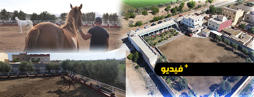 شاهدوا.. نادي الخيول شاهدوا.. نادي الخيول