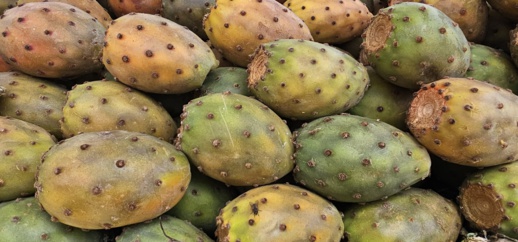 بعدما كانت فاكهة الفقراء.. أسعار "الهندية" ترتفع إلى مستويات قياسية بعدما كانت فاكهة الفقراء.. أسعار "الهندية" ترتفع إلى مستويات قياسية