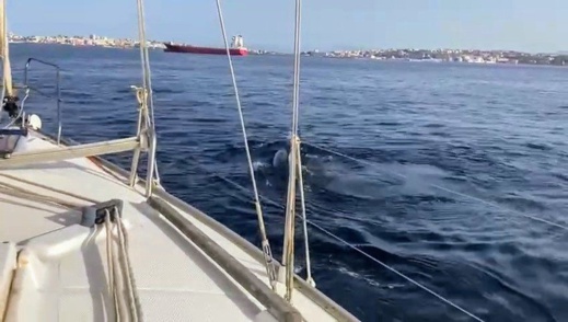 حيتان الأوركا تهاجم قاربا سياحيا قبالة سواحل الثغر المحتل حيتان الأوركا تهاجم قاربا سياحيا قبالة سواحل الثغر المحتل