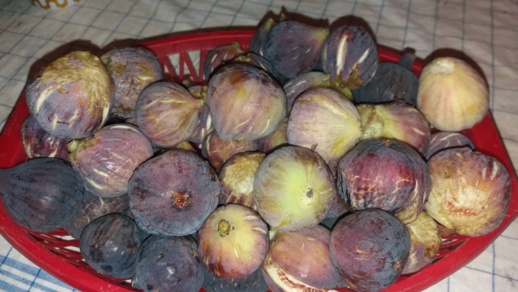 فلاحون لناظورسيتي : محصول فاكهة الجنة "التين" ضعيف هذه السنة فلاحون لناظورسيتي : محصول فاكهة الجنة "التين" ضعيف هذه السنة