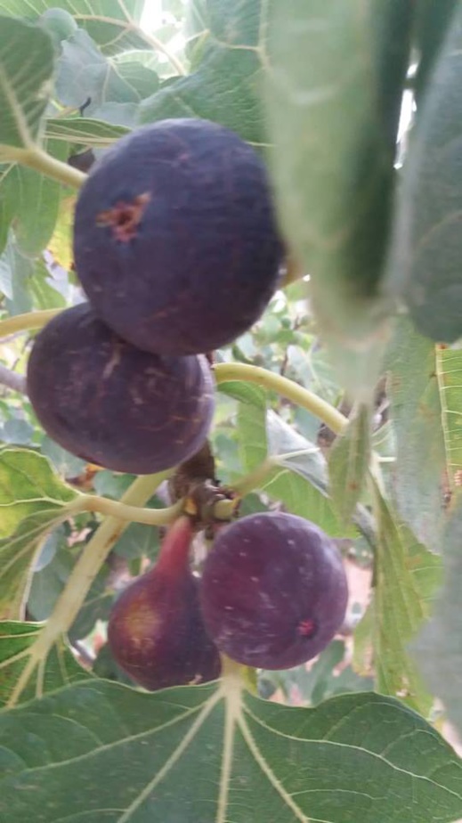 فلاحون لناظورسيتي : محصول فاكهة الجنة "التين" ضعيف هذه السنة فلاحون لناظورسيتي : محصول فاكهة الجنة "التين" ضعيف هذه السنة